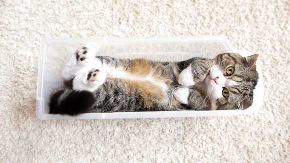 Video: Meet Maru ‘Mugumogu’ - the cardboard box-loving, record-breaking cat