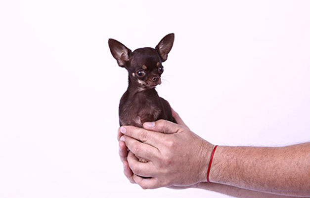 Video: Meet Miracle Milly - the world's smallest dog 