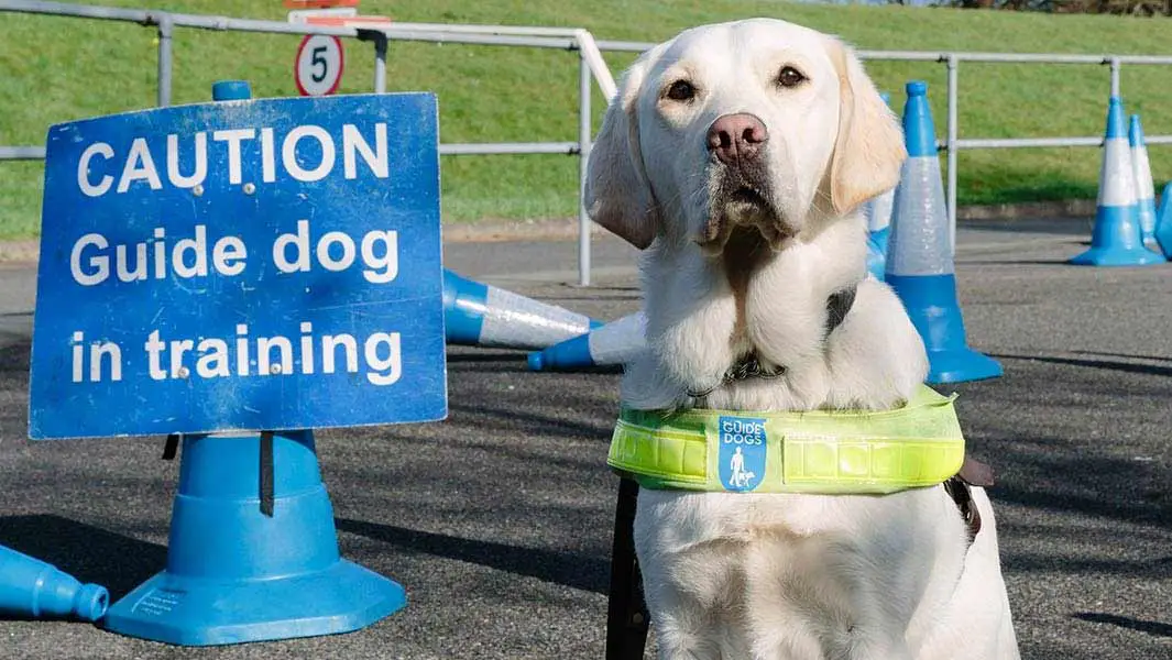 Video How pups are trained at the UK’s recordbreaking