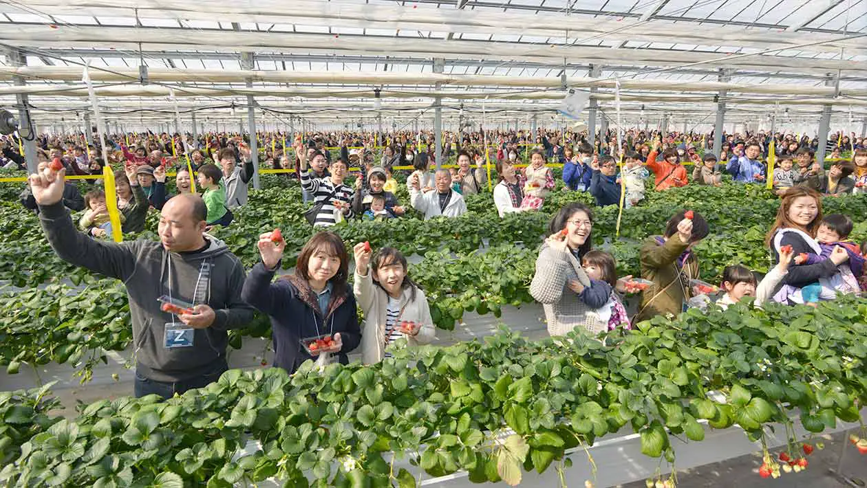 Japanese Community Comes Together To Set Strawberry Picking Record After Earthquake Guinness World Records
