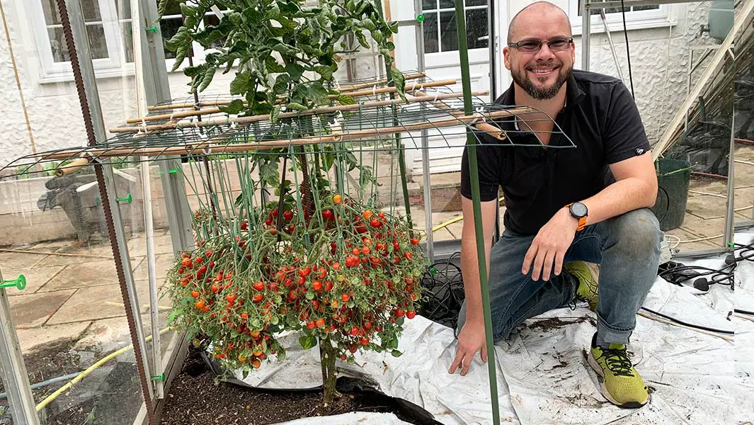 UK gardener grows 1,269 tomatoes on one stem breaking his own record