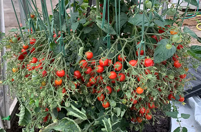 UK gardener grows 1,269 tomatoes on one stem breaking his own record | Guinness  World Records