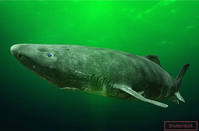 World's oldest animals: cats, dogs, deep sea creatures and more | Guinness  World Records