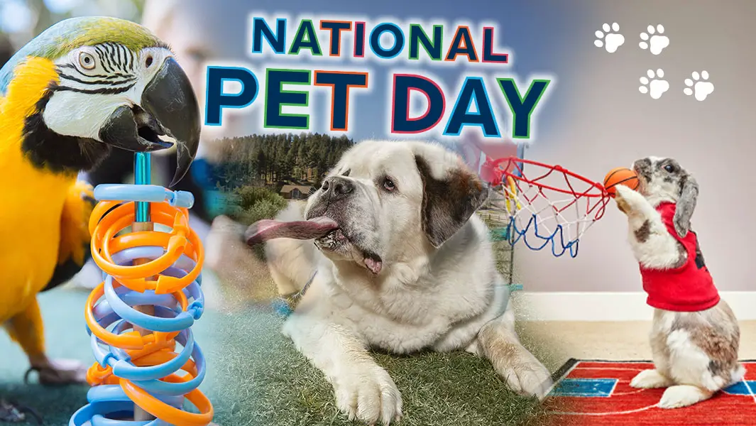 National Pet Day: 8 Adorable Pets Who Have Broken Records | Guinness World  Records