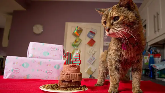 World'S Oldest Living Cat: 24-Year-Old Poppy Is New World Record Holder |  Guinness World Records