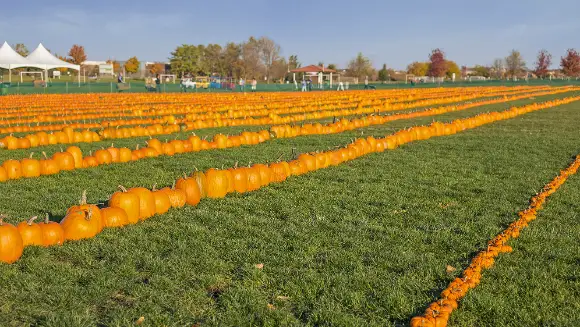 Real estate company gets into the spirit of Halloween by setting longest line of pumpkins world record