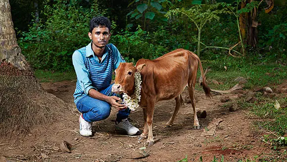 Resulta ng larawan para sa World's Smallest Vechur Cattle