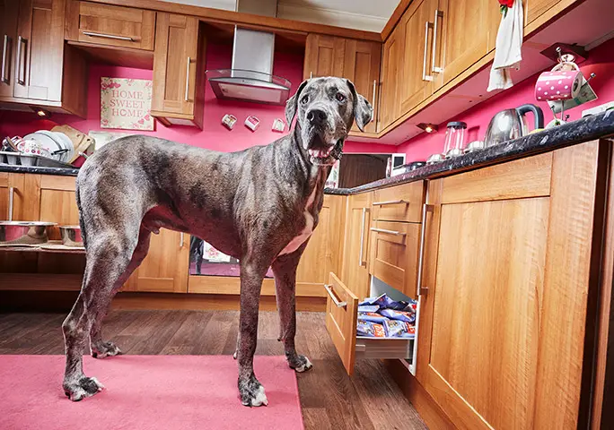 Tallest dog Freddy in the kitchen