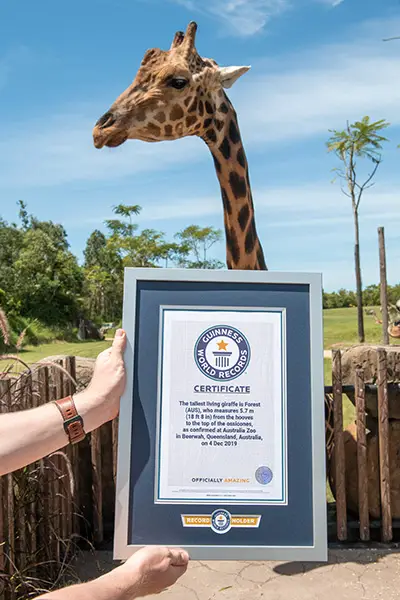 Say HIGH to Forest: Guinness World Records reveals the world's tallest  giraffe | Guinness World Records