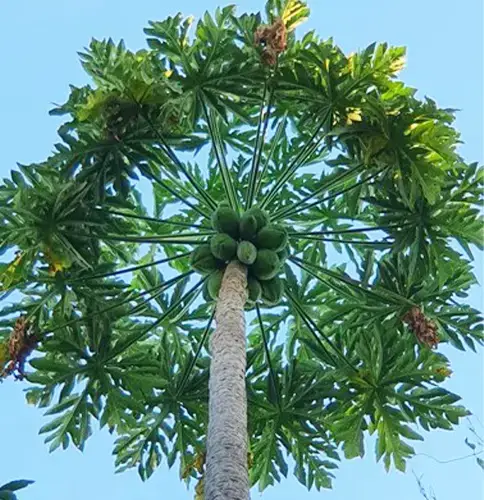 Las hojas más altas del árbol de papaya