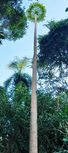 El árbol de papaya más alto mirando hacia el tronco
