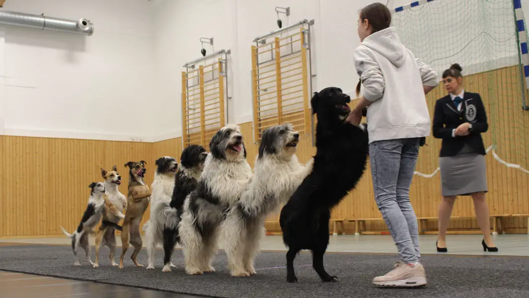 Alexa Lauenburger: the wunderkind who taught dogs to conga and more