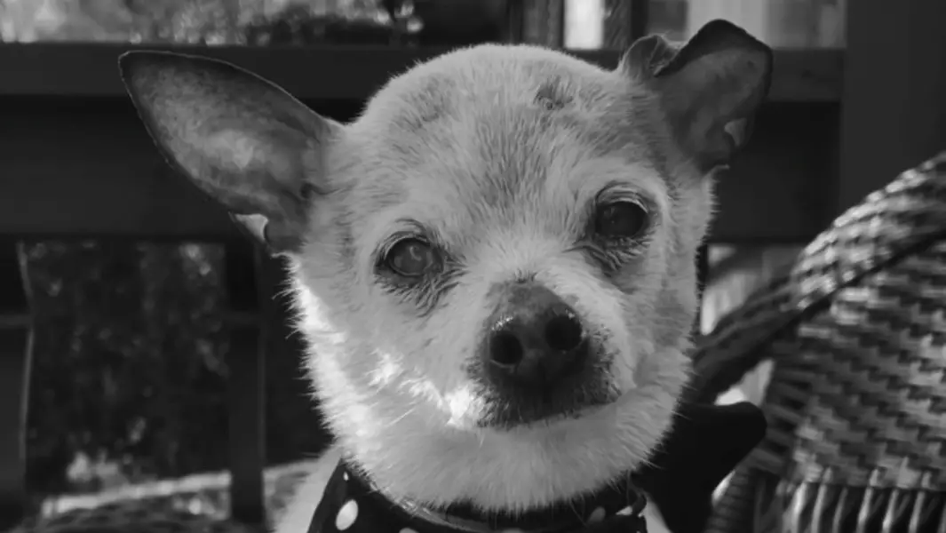 Pebbles, the world's oldest dog, passes away aged 22