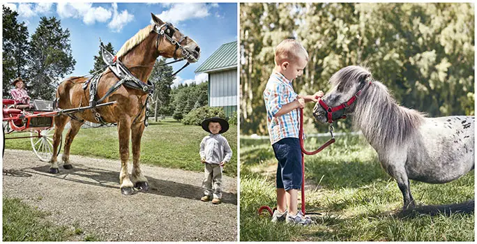 The world’s tallest living horse – Big Jake from Wisconsin, USA – stands almost four times the height of Bombel!
