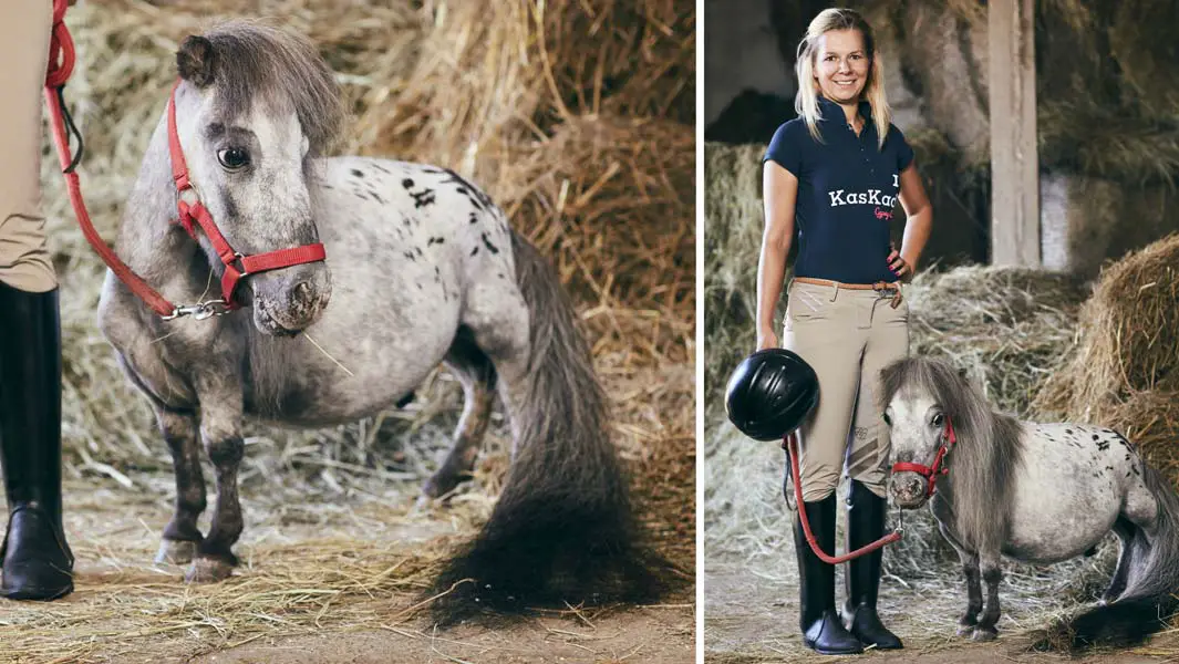 Meet The Smallest Horse In The World That S Shorter Than A Greyhound Guinness World Records