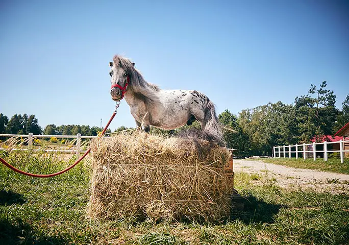 Bombel is the new king of the tiny horse castle