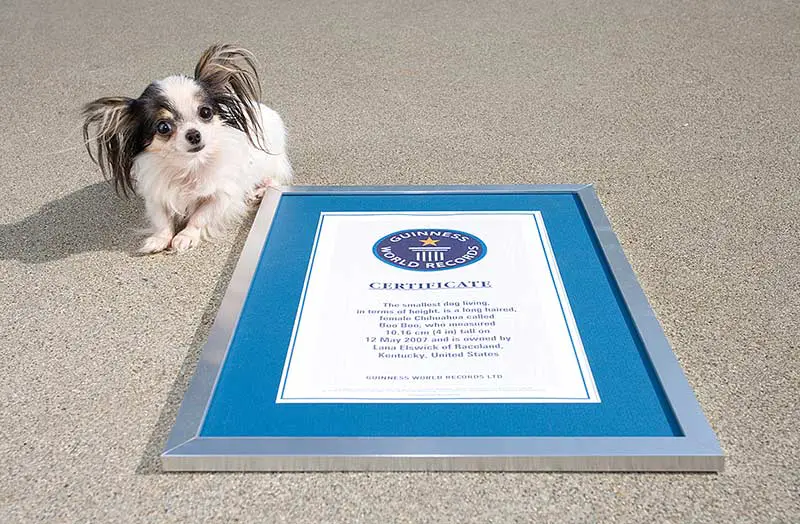 Boo Boo smallest dog living former record holder
