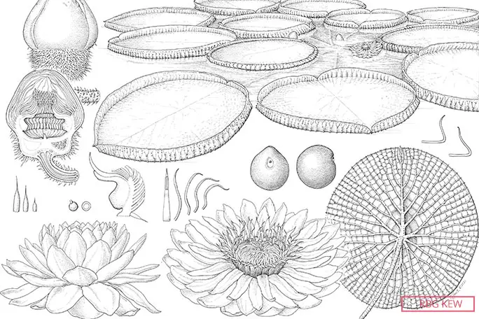 A detailed illustration of Victoria boliviana's key features produced by artist Lucy Smith