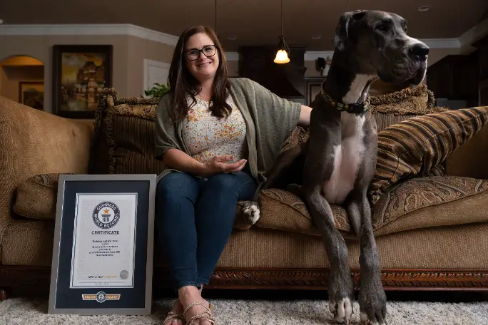 World's tallest dog confirmed as Zeus the Great Dane | Guinness World  Records
