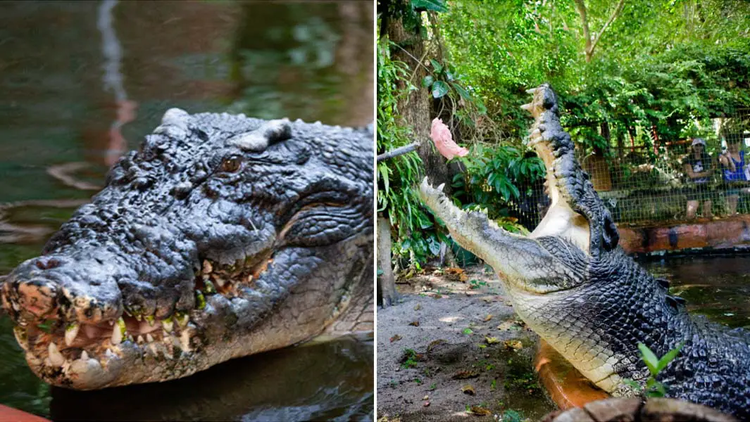 Largest crocodile Cassius went from terrifying predator to dreamy