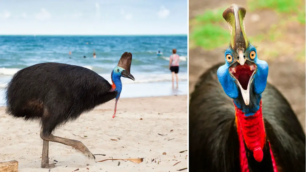 Why the cassowary is the world's most dangerous bird | Guinness World  Records
