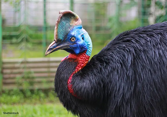 Why the cassowary is the most dangerous bird | World