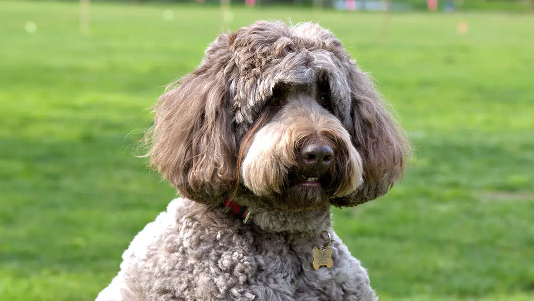 Newfypoo breaks historic record with longest eyelash on a dog ever