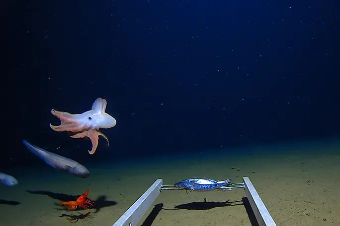 Deepest ever fish caught on camera off Japan