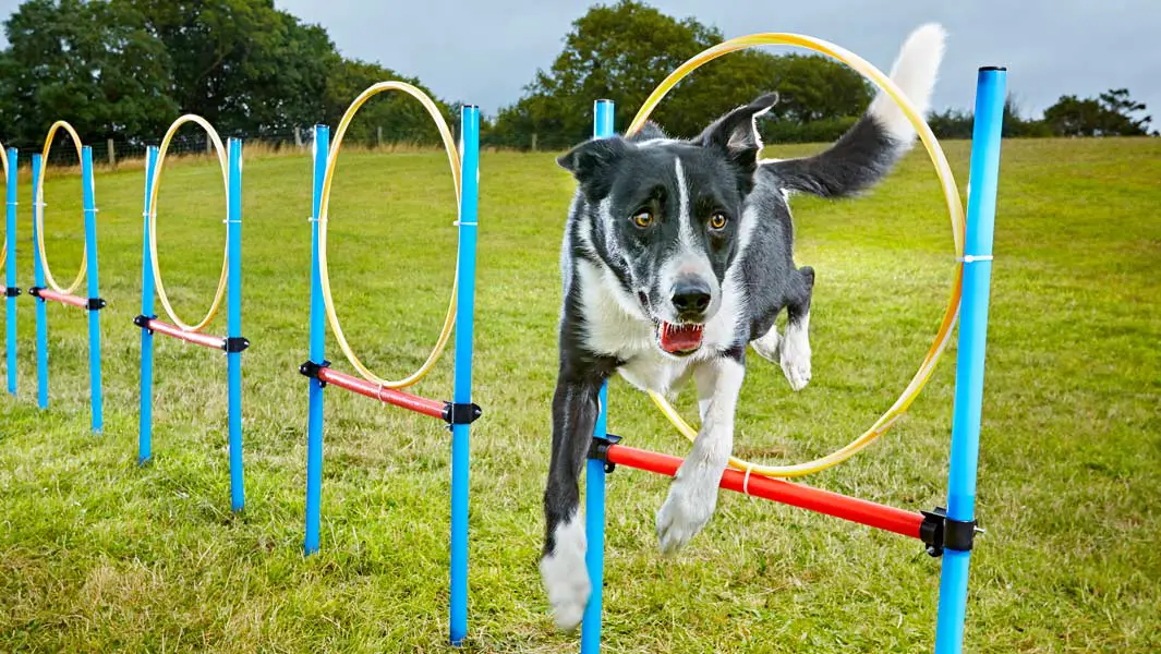 The talented dogs with superlative skills: could YOUR pooch's top trick be worthy of a record? 
