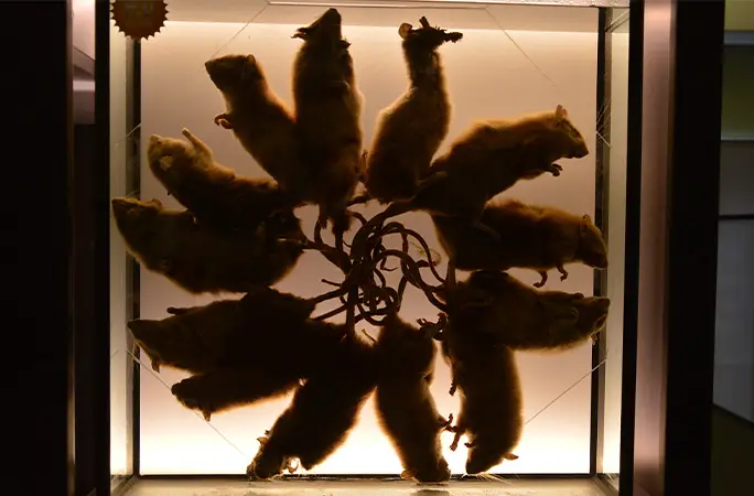 Largest rat king: How 32 rats accidentally tied themselves