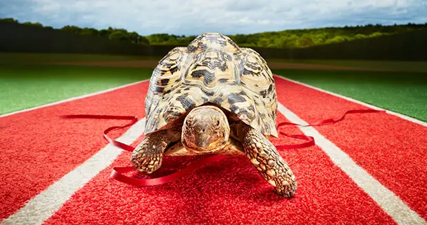 fastest tortoise facing front tcm25 395307 - Qual a tartaruga mais rápida do mundo?