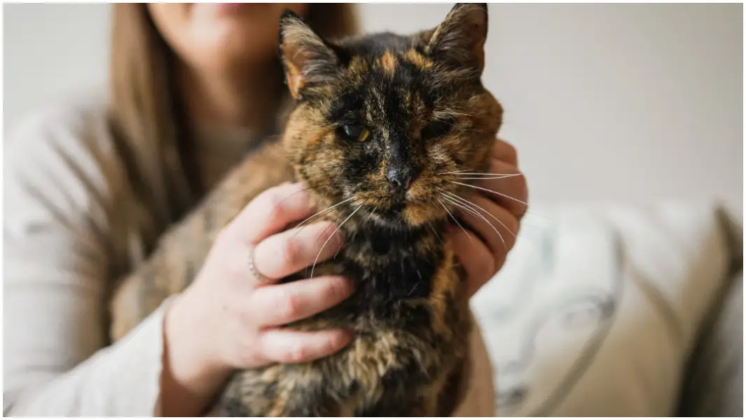 World’s oldest cat confirmed at almost 27 years old