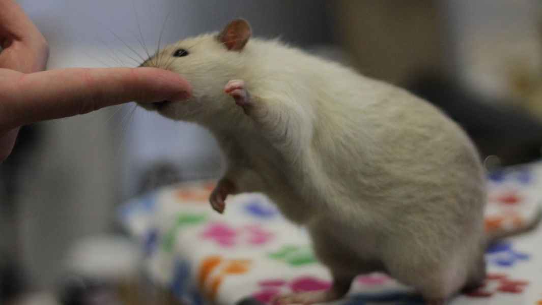 Meet the record-breaking rats that feature in Guinness World Records 2021 