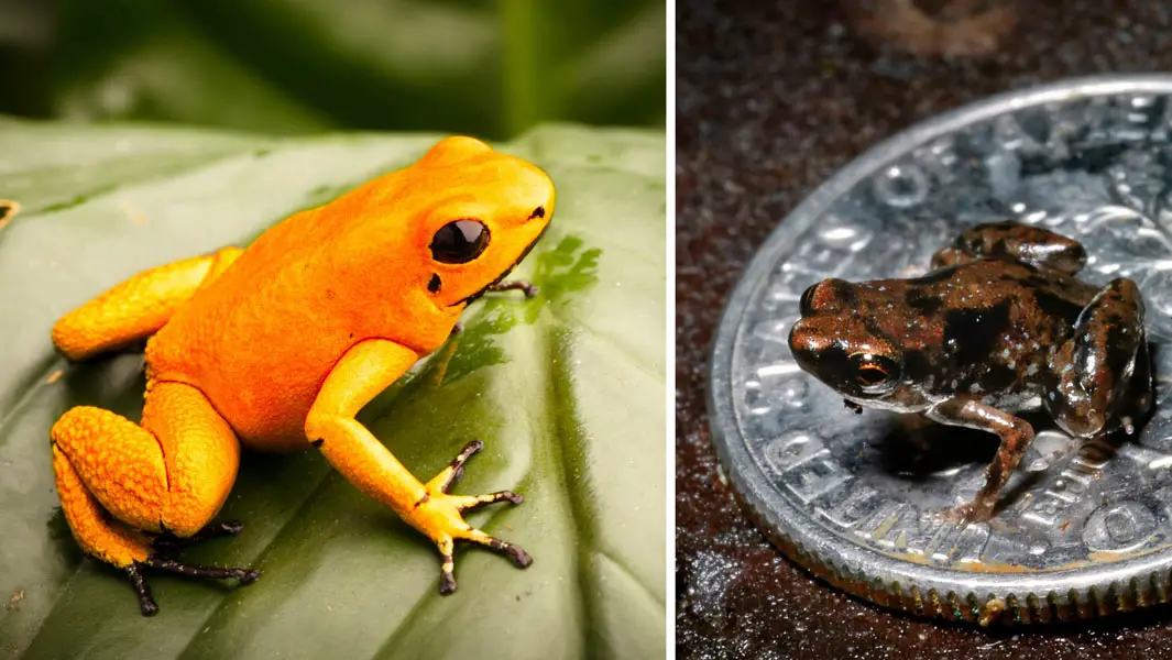 Featured image of post Real Poison Dart Frog Facts The most toxic poison dart frog is the golden poison frog phyllobates terribilis
