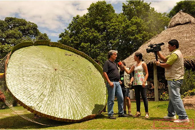 Gaston Ribero gives interviews to local media about the giant leaf in Feb 2012
