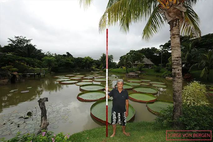 Ribero with the measuring stick for scale standing beside La Rinconada's famous waterlily pond