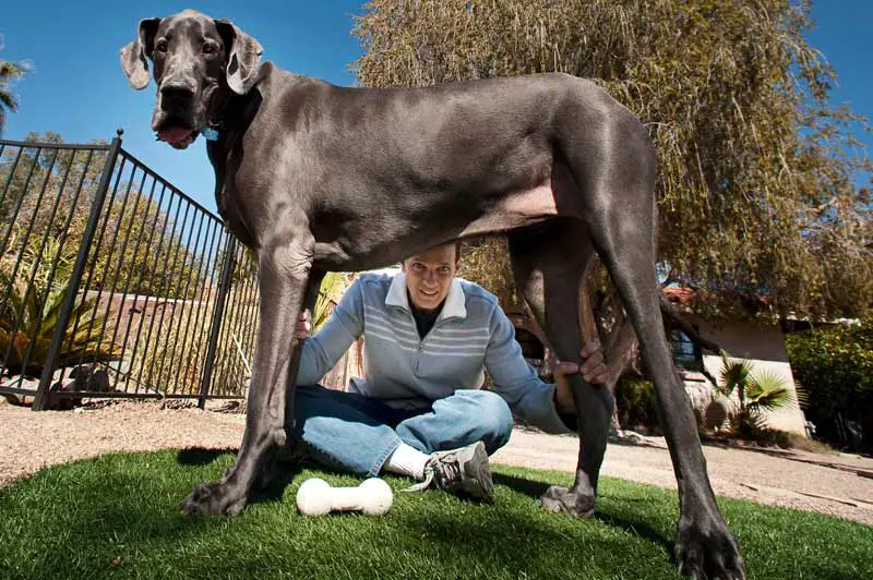 Гигантский Джордж - самая высокая собака в истории - бывший рекордсмен