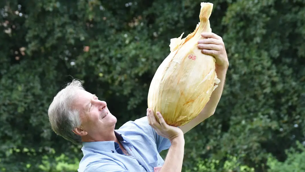 Heaviest onion that weighs more than a bowling ball unveiled with other super veg