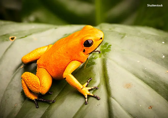 Featured image of post Golden Poison Dart Frog Facts Poison dart frogs are small colorful frogs that pack a poisonous punch
