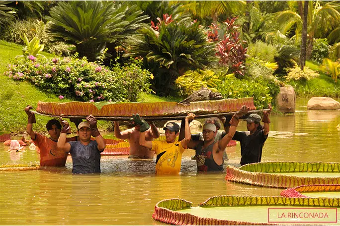 A team of gardeners had to lift the superlative waterlily leaf out of the pond at La Rinconada ecopark in 2012