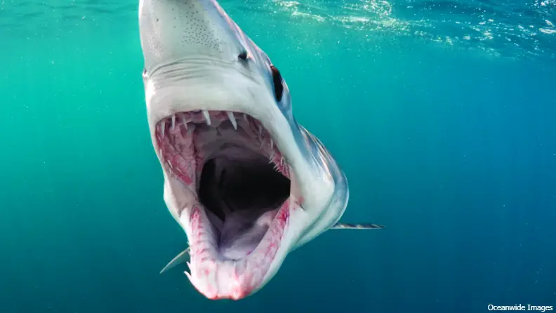 Five jaw-dropping records to dive into Shark Week