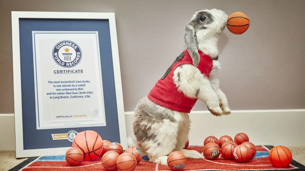 Video: Bini the bunny hops into Guinness World Records Amazing Animals