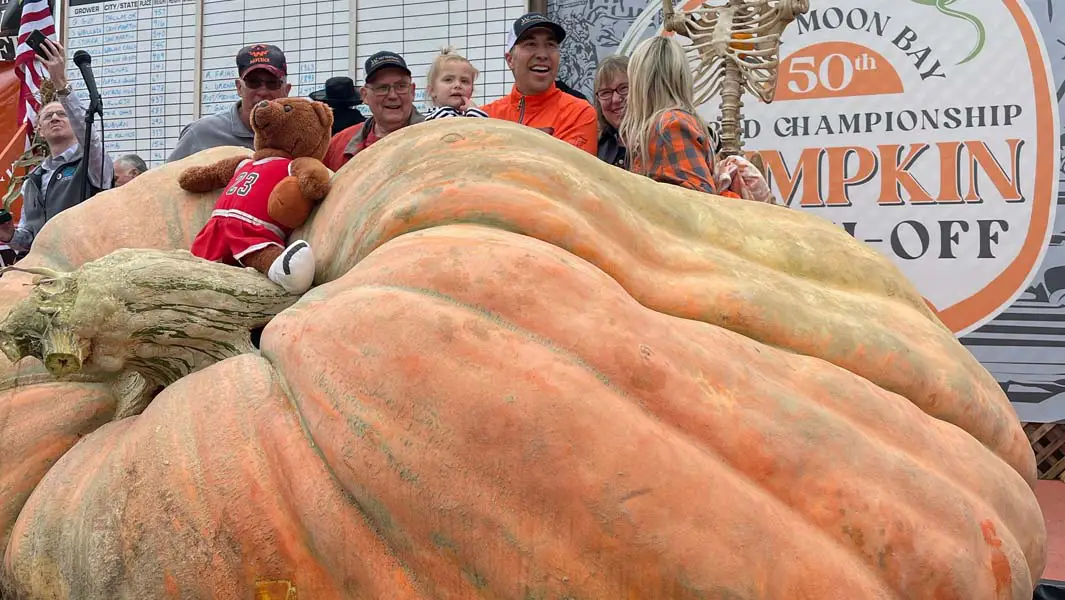 Good gourd! American pumpkin as heavy as two cows squashes all past rivals