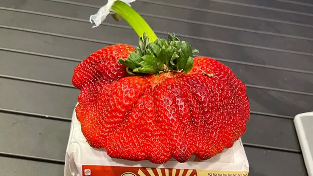 World’s heaviest strawberry grown in Israel breaks record