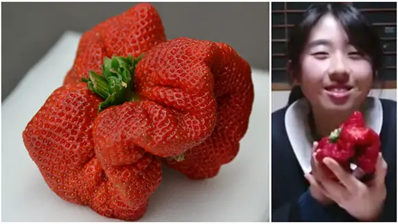 Strawberry grown in Japan breaks weight record held for 32 years