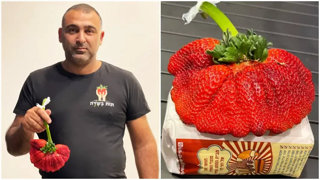 heaviest strawberry split image