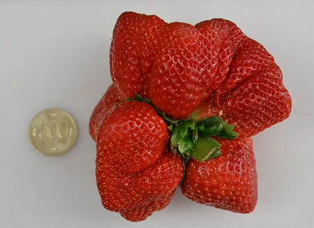 Strawberry Grown In Japan Breaks Weight Record Held For 32 Years Guinness World Records