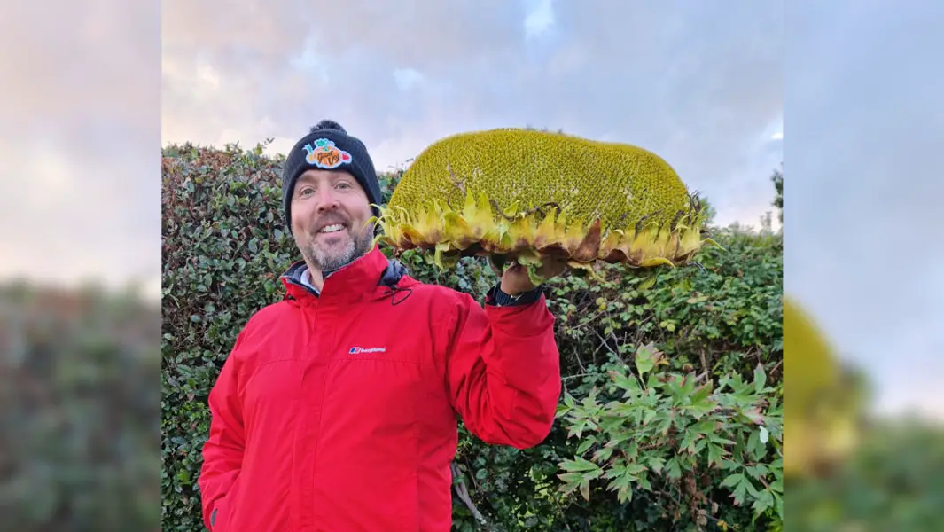 Sunflower head heavier than a bowling ball breaks world record