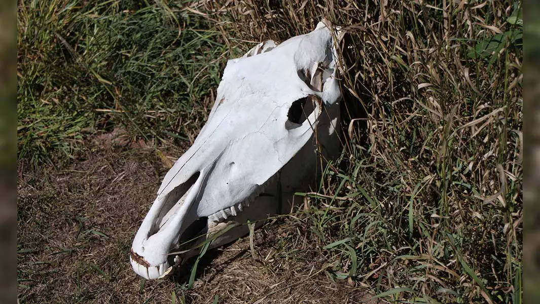 Mystery surrounds record number of horse skulls found in two UK buildings