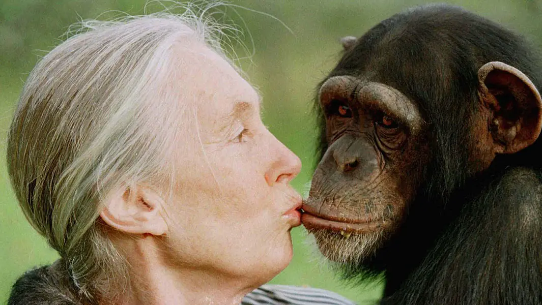 Celebrating Dr Jane Goodall’s record-breaking chimpanzee study as it marks 63 years